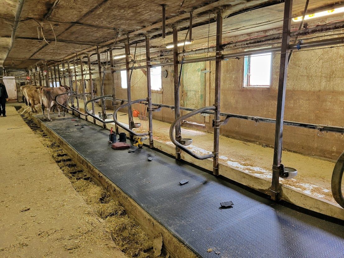 Inside a barn, cows are lined up at a milking station. Long metal frames support the cow stalls, with a central trough.