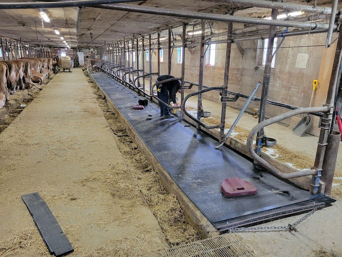 Inside a dairy barn, a person works on a metal feeding or cleaning system. The floor is covered with wood shavings.