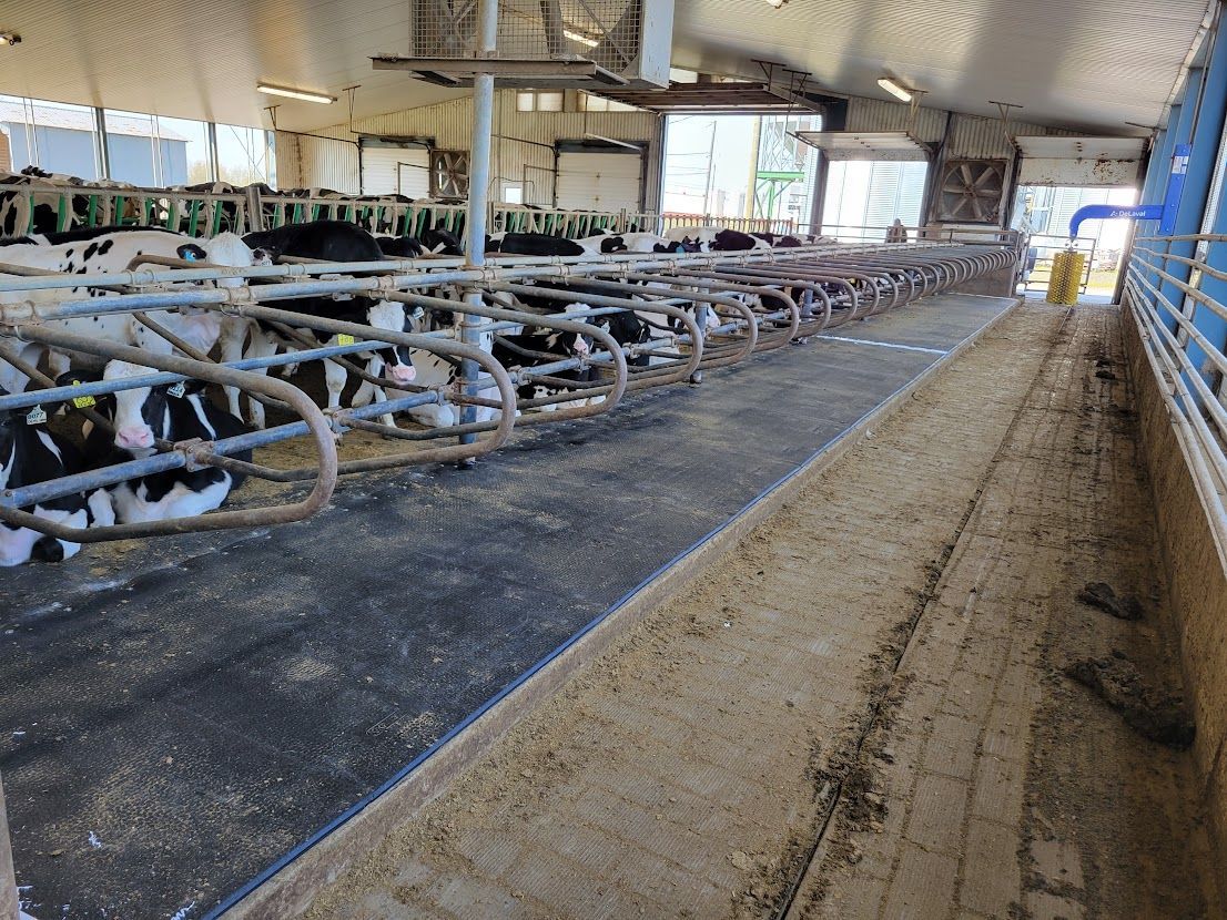 Cows in stalls at a dairy farm. Black and white cows eat from a long trough. The scene is inside a barn.