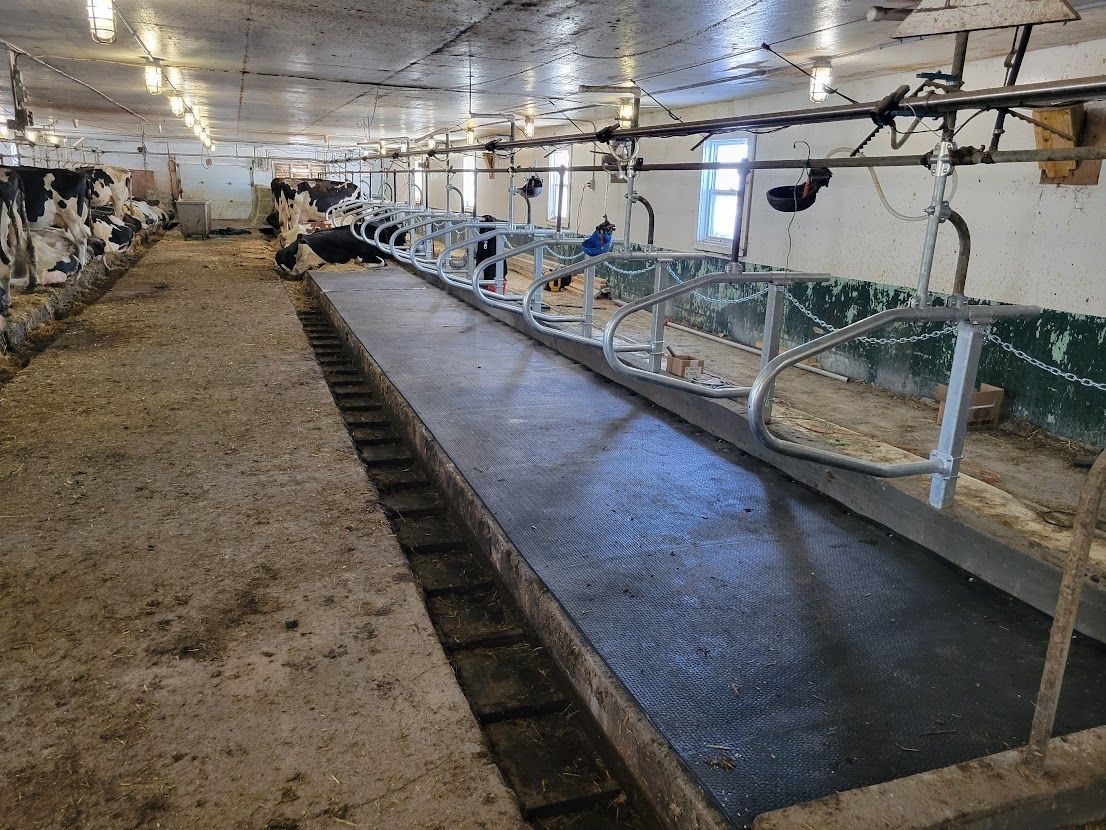 Inside a dairy barn with concrete floors and metal stalls. Cows are visible in the background.
