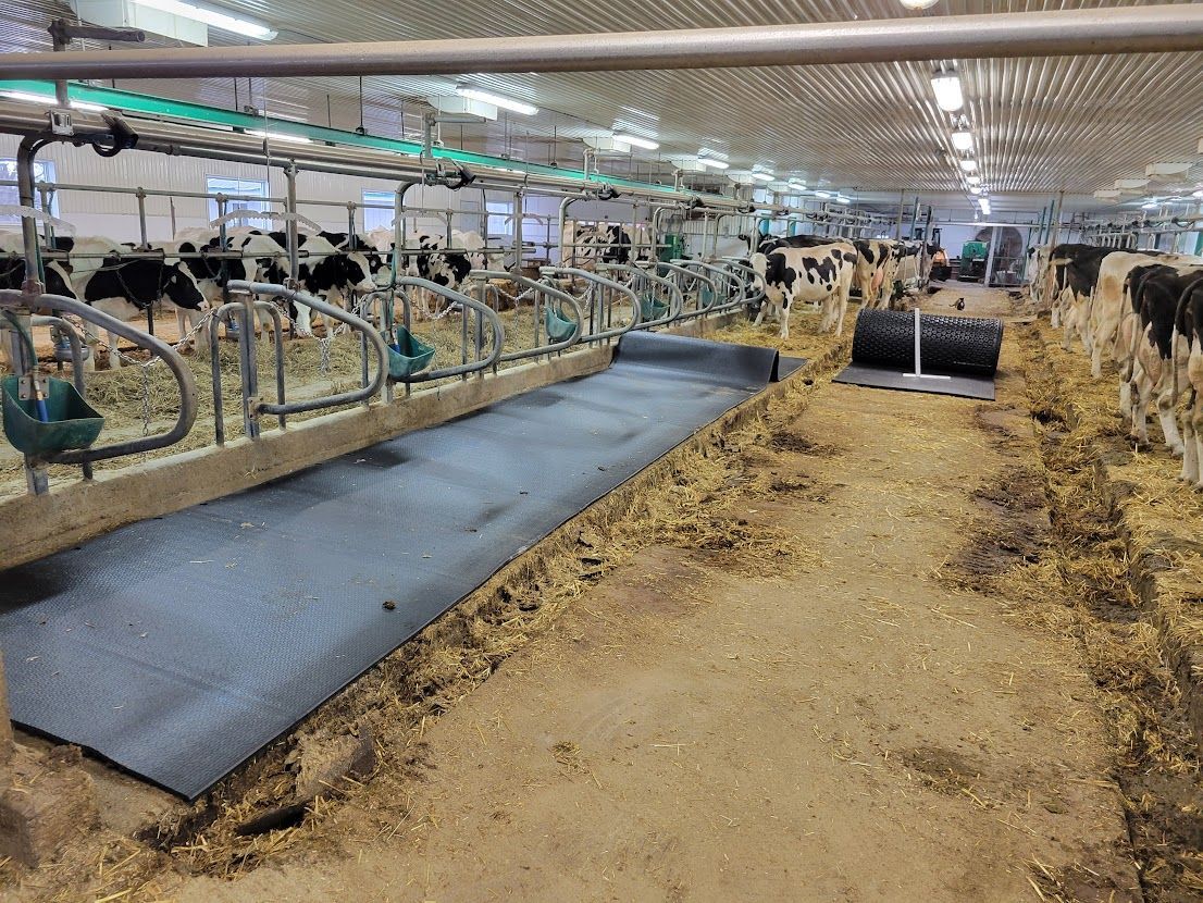 Cows stand in a barn with metal stalls. A dark mat runs down the aisle with a cleaning machine in the background.
