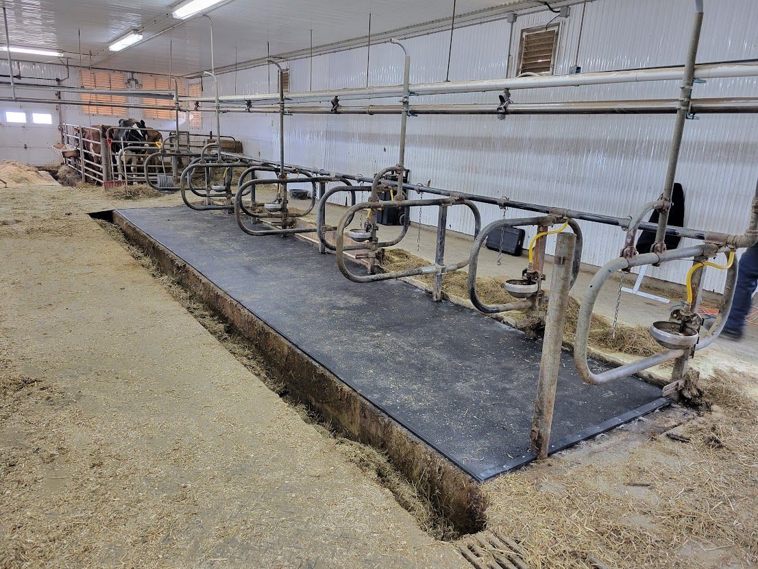 Inside a barn, a black-covered cow platform with metal stalls is surrounded by straw and the barn’s walls.