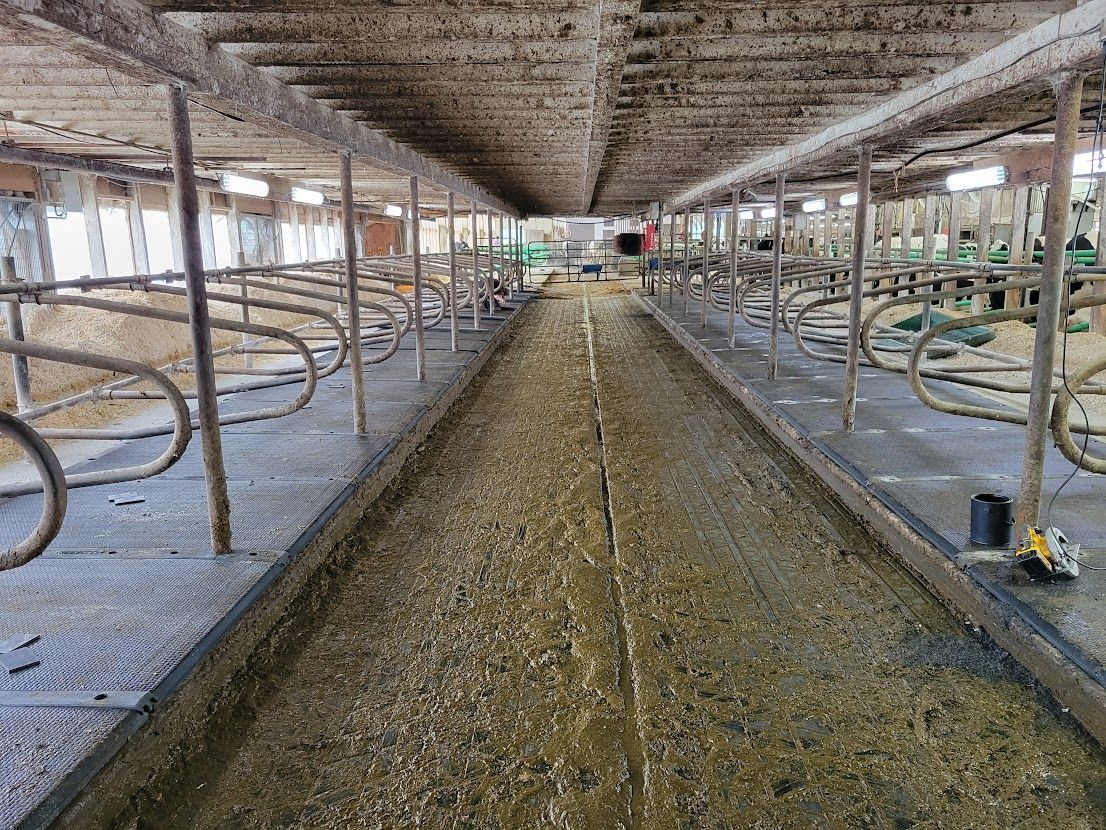 Interior of a barn with empty stalls and a manure-covered aisle. Steel bars and supports are visible throughout the space.