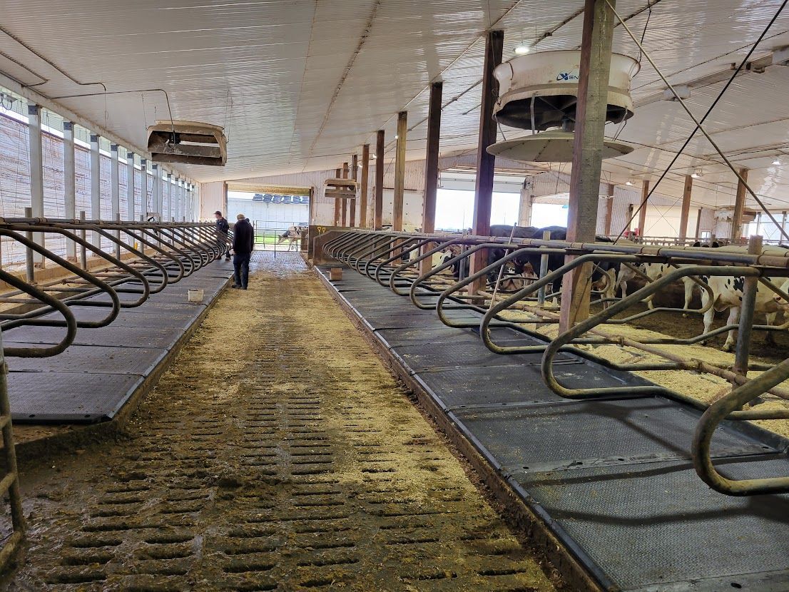 A person walks down the center of a dairy barn, flanked by cow stalls. The stalls are filled with cows.