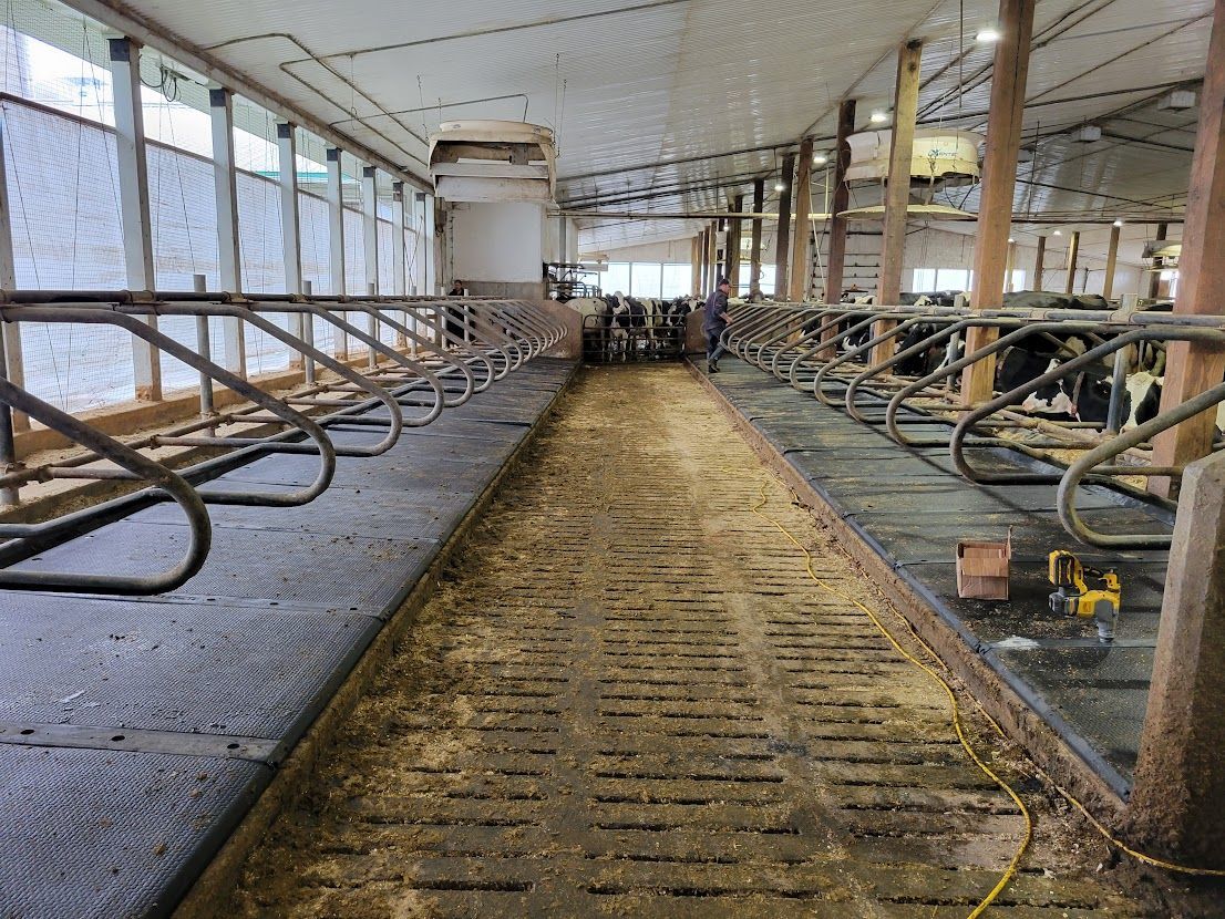 Interior of a barn with stalls on either side of a central walkway. Cows are visible in some stalls.