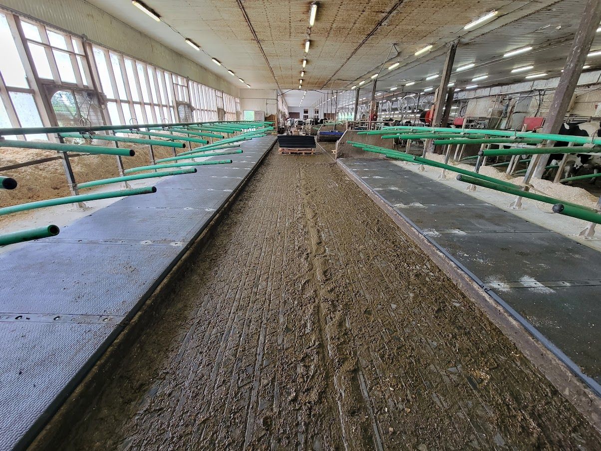 Inside a barn, a long walkway is flanked by green-railed stalls; the central path is covered in dark material.