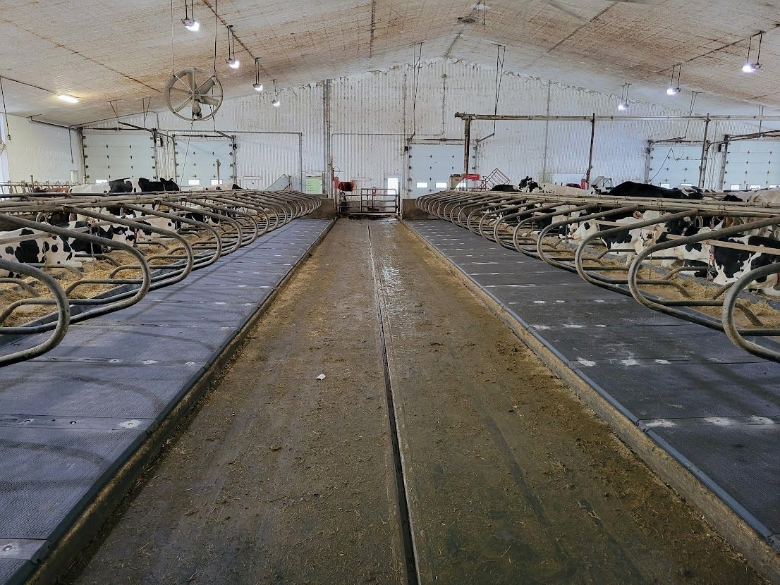 Inside a dairy barn, rows of cows stand in stalls, facing each other. A central walkway runs the length of the barn.