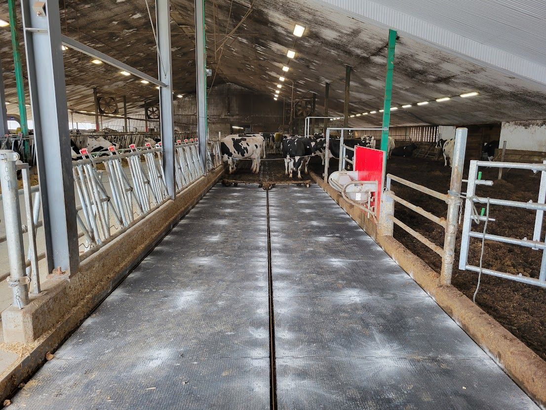 Barn interior with cows behind metal barriers. A central walkway leads toward a milking area.