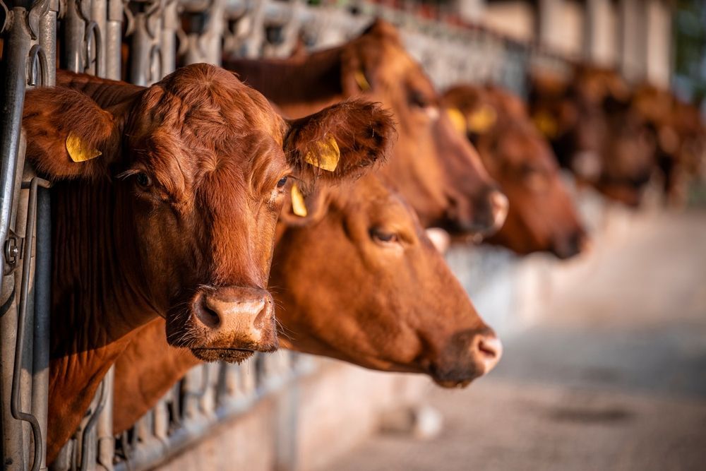 Rangée de vaches brun rougeâtre regardant à travers les barreaux métalliques d'une grange.