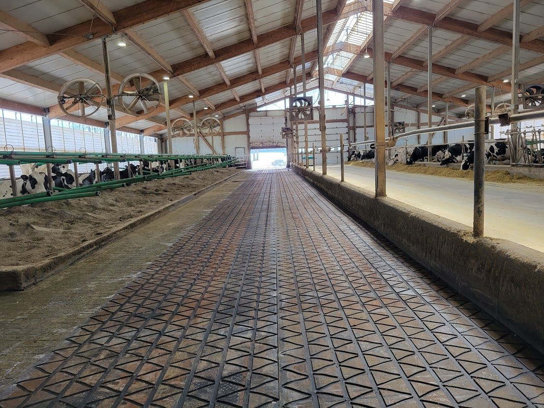 Interior of a dairy barn with cows in stalls. The floor is textured and the roof has skylights and fans.
