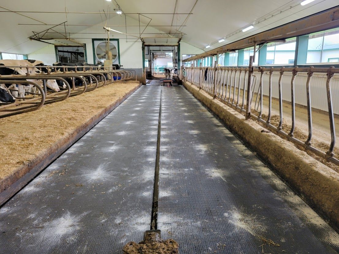 Interior of a barn with cows in stalls on the left and right. A long walkway is in the middle of the structure.