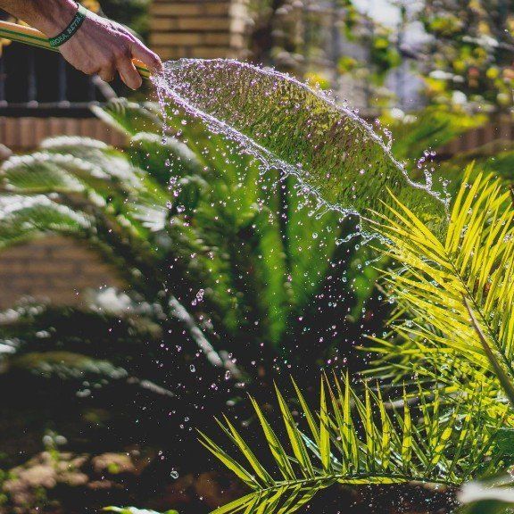 Plant Watering
