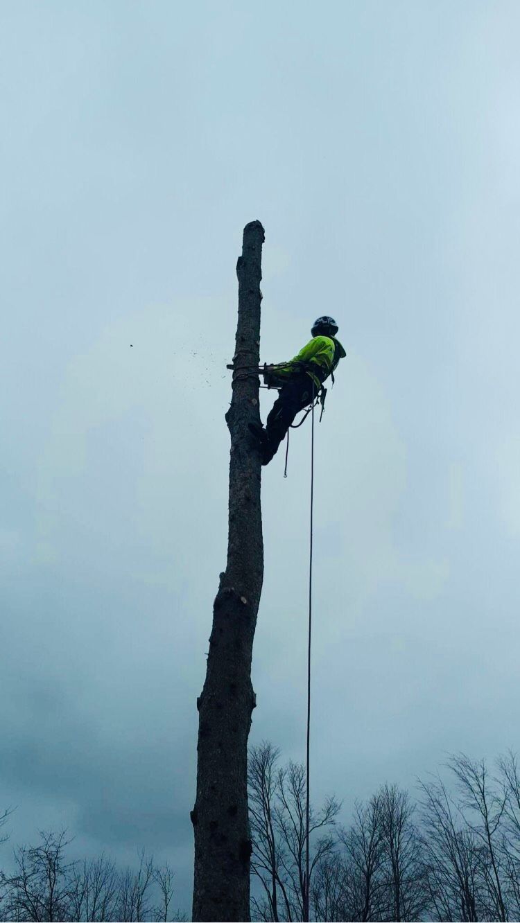 Gallery | Arborcor Tree Care