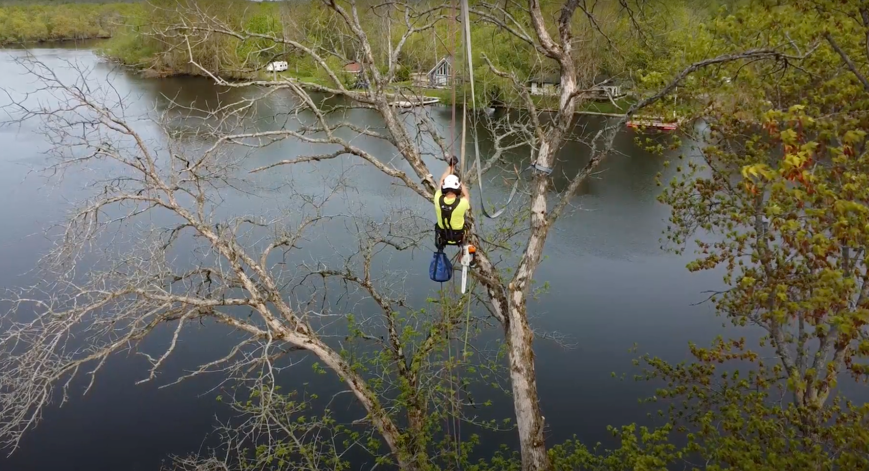 Gallery | Arborcor Tree Care