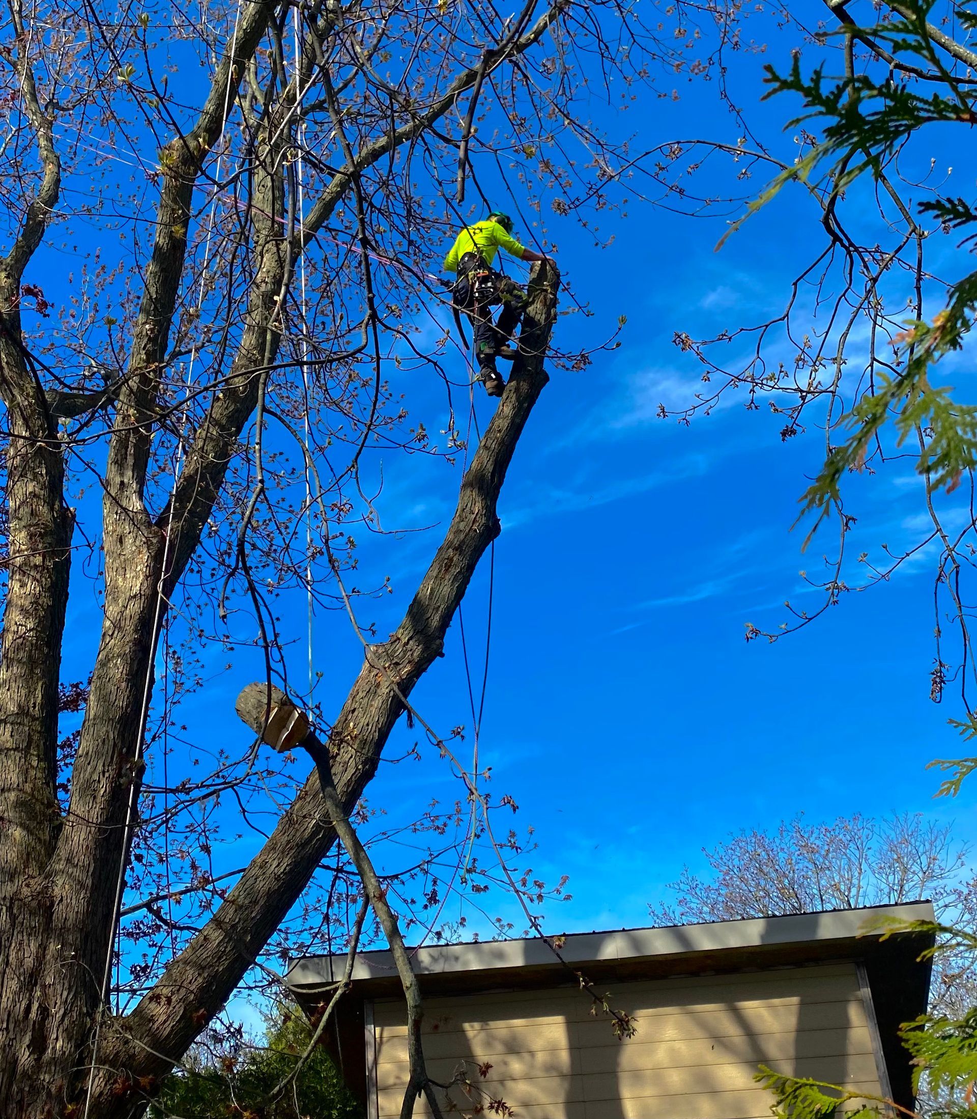 Tree removal with Arborcor