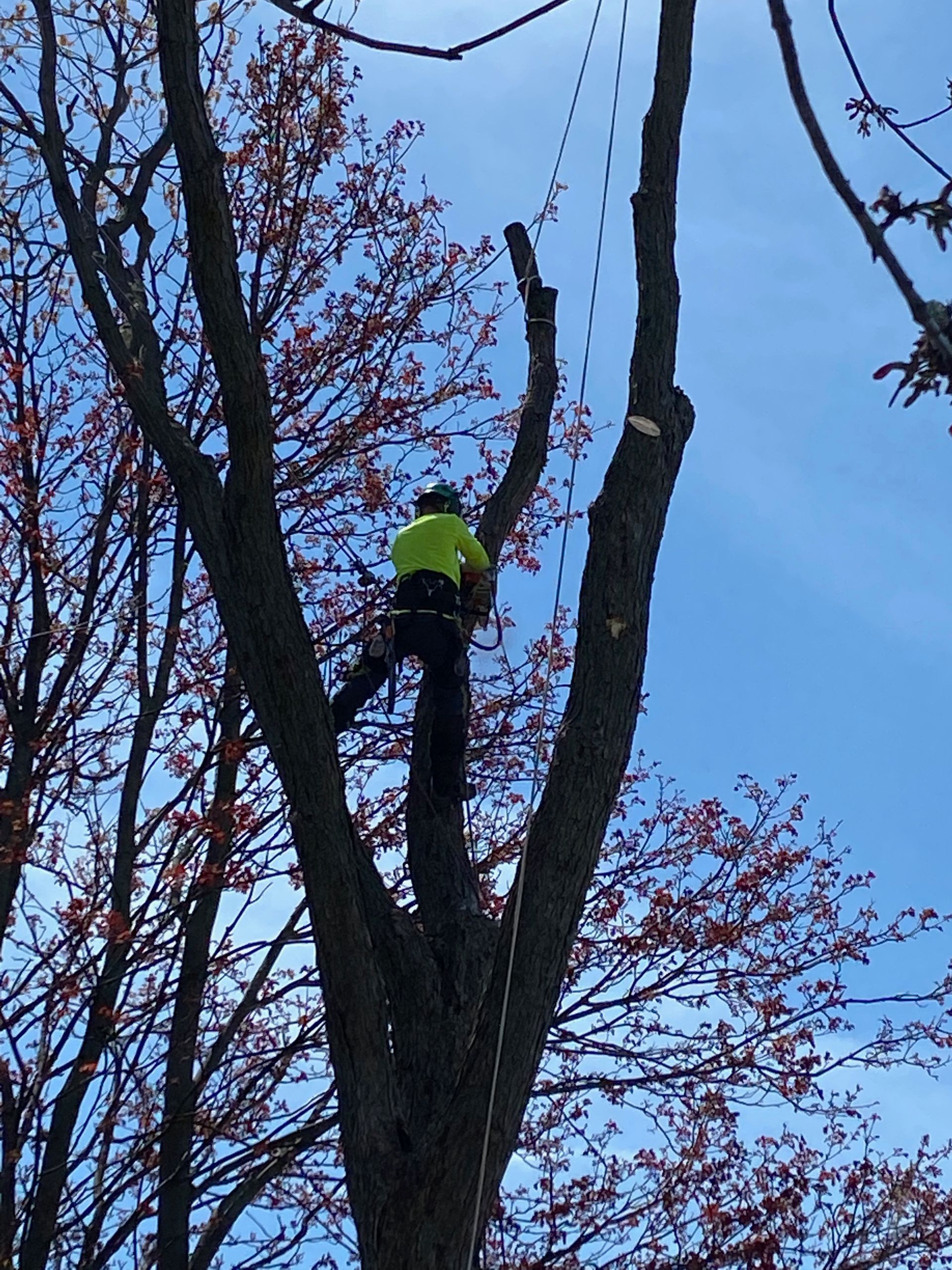 Arborcor cutting a tree
