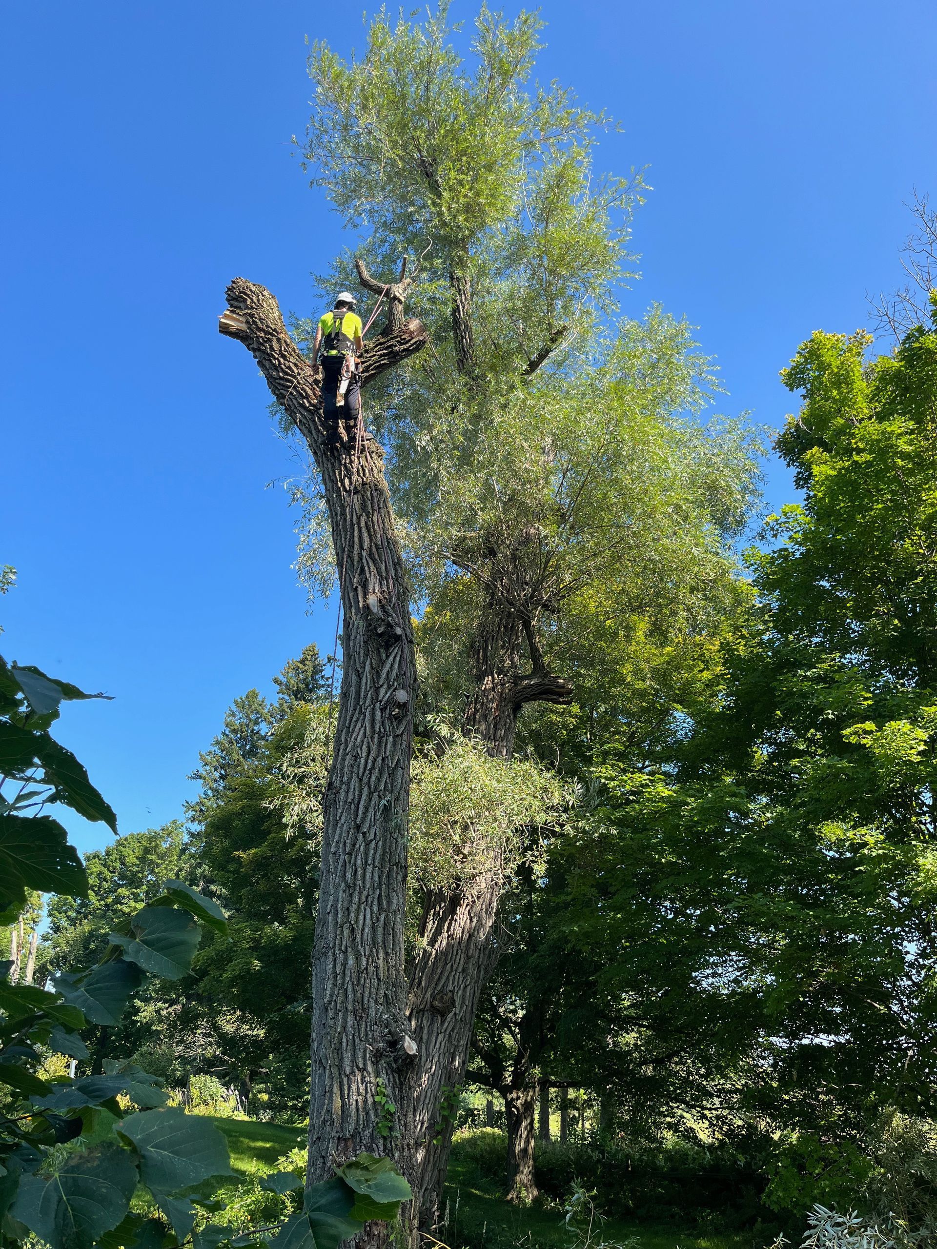 Arborcor removing a tree