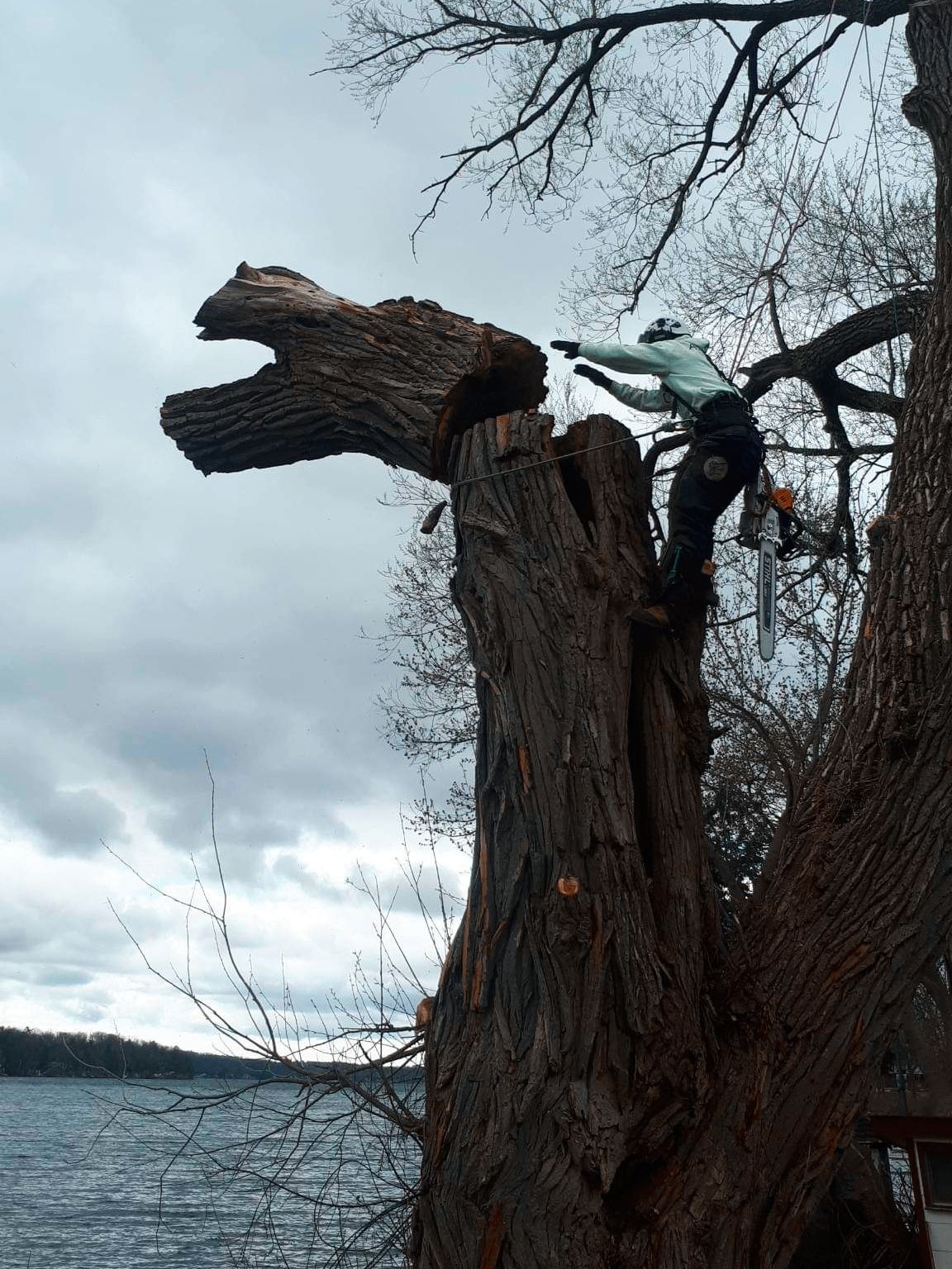 Tree Care Services With Arborcor