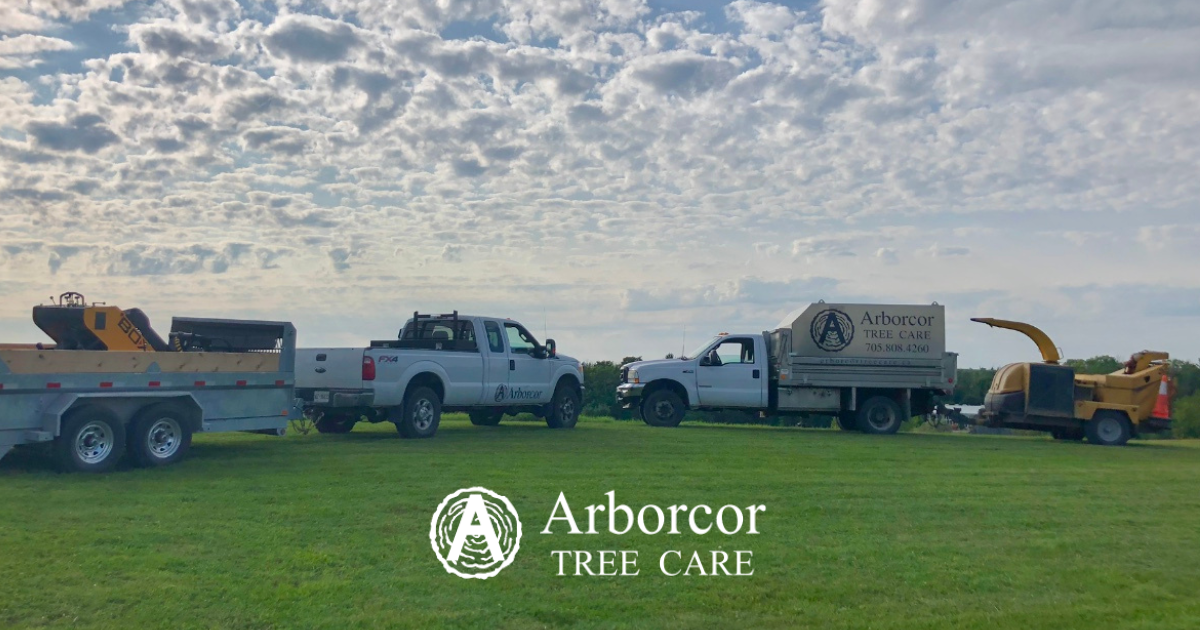 Arborcor Tree Care logo