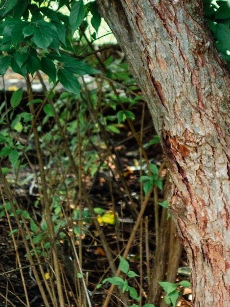 safe and effective tree pruning with Arborcor