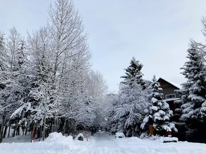 A snowy forest with trees covered in snow and a house in the background