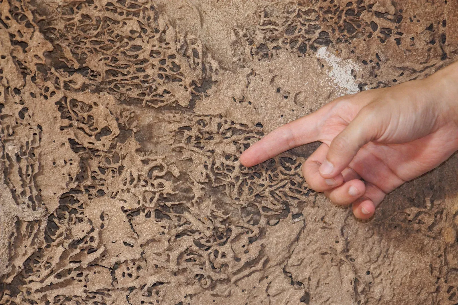 Hand pointing at intricate tunnels in a brown wall, likely termite damage.