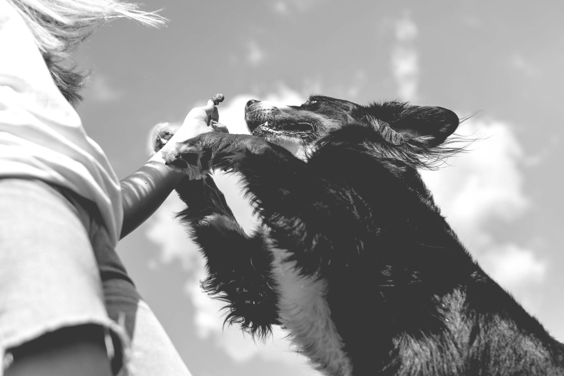 Person feeding a black goat against a bright sky
