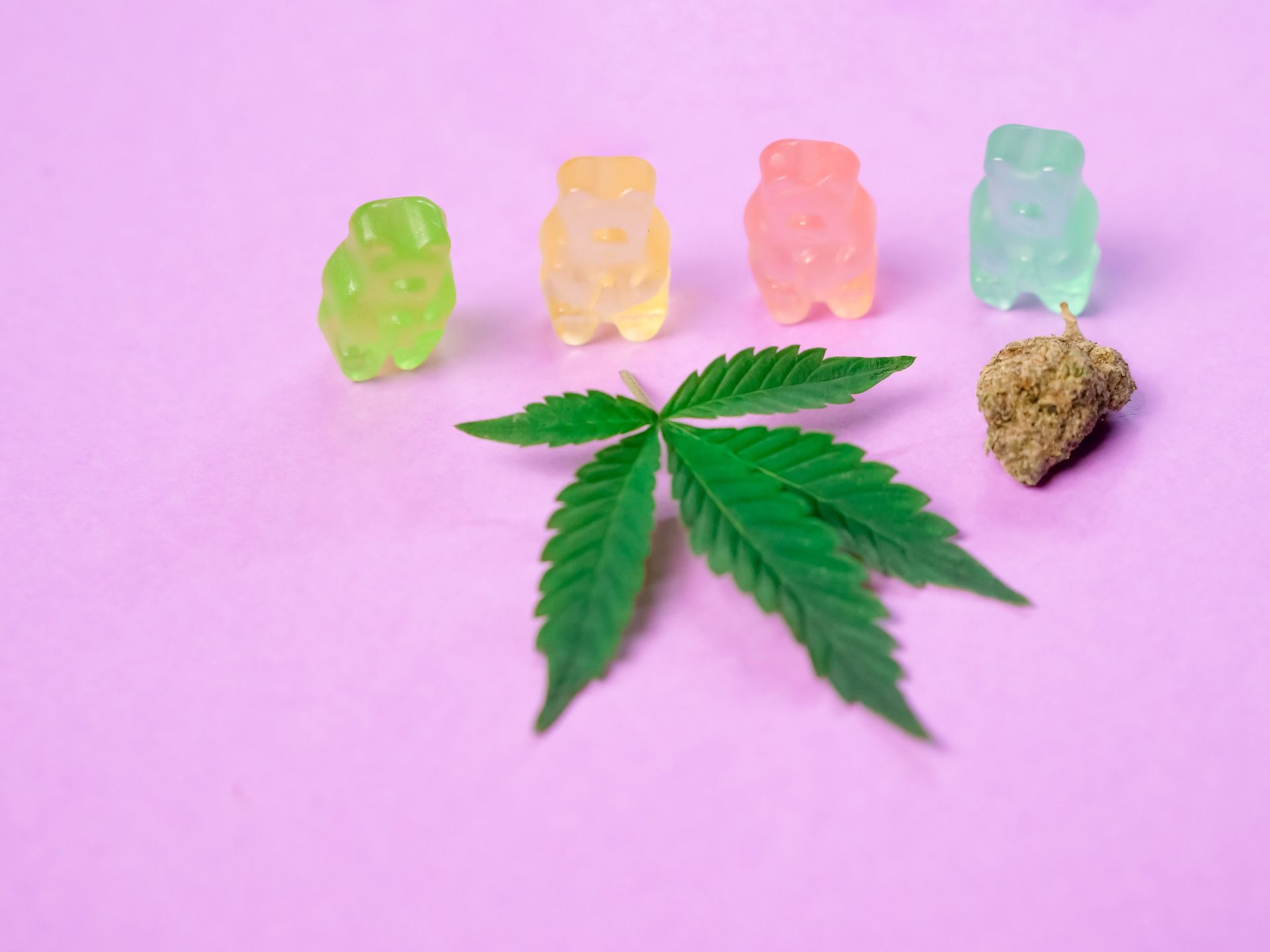 cannabis edibles on pink background