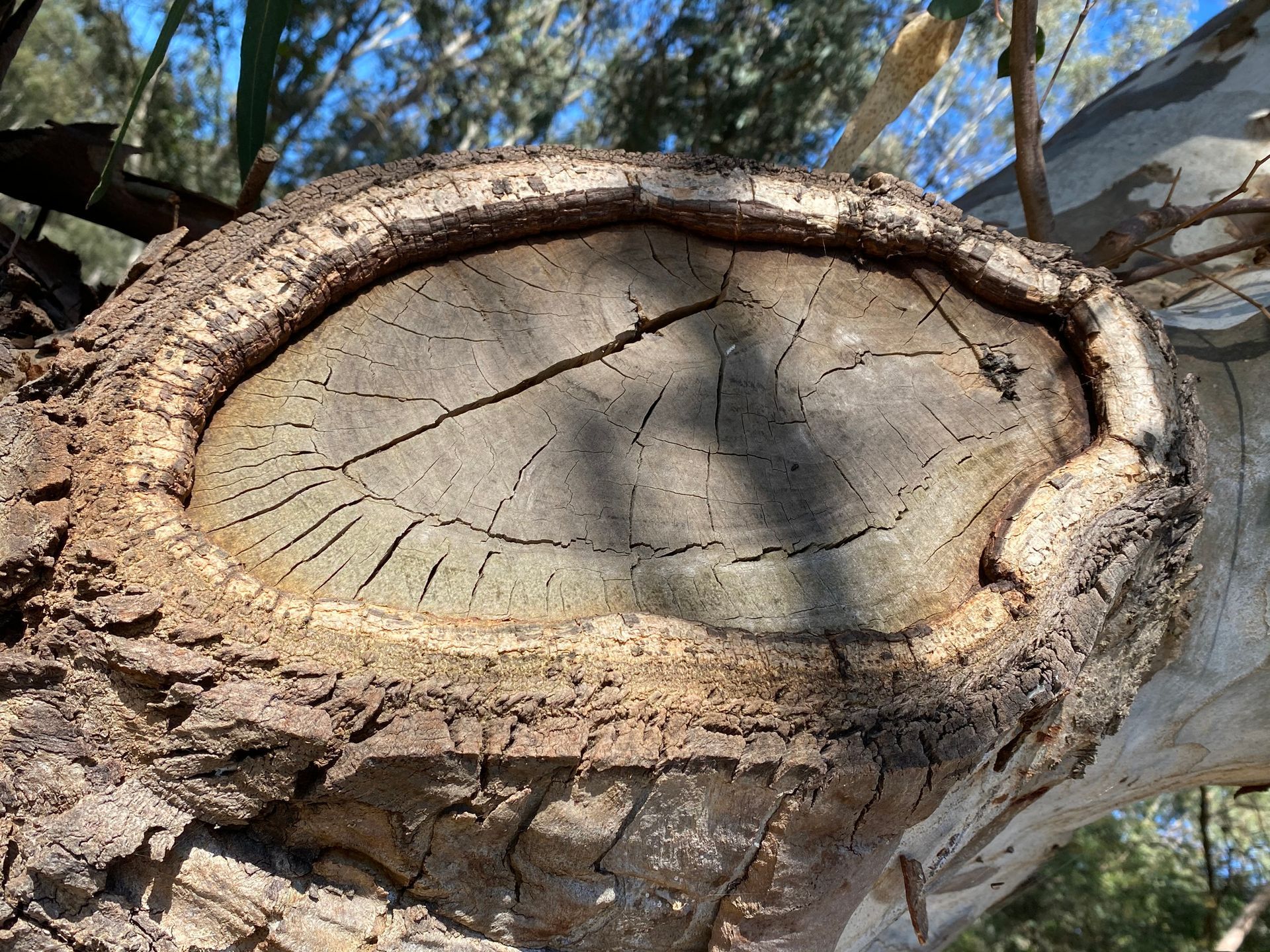 Branch Stump — Stratford, VIC — Regal Trees Pty Ltd