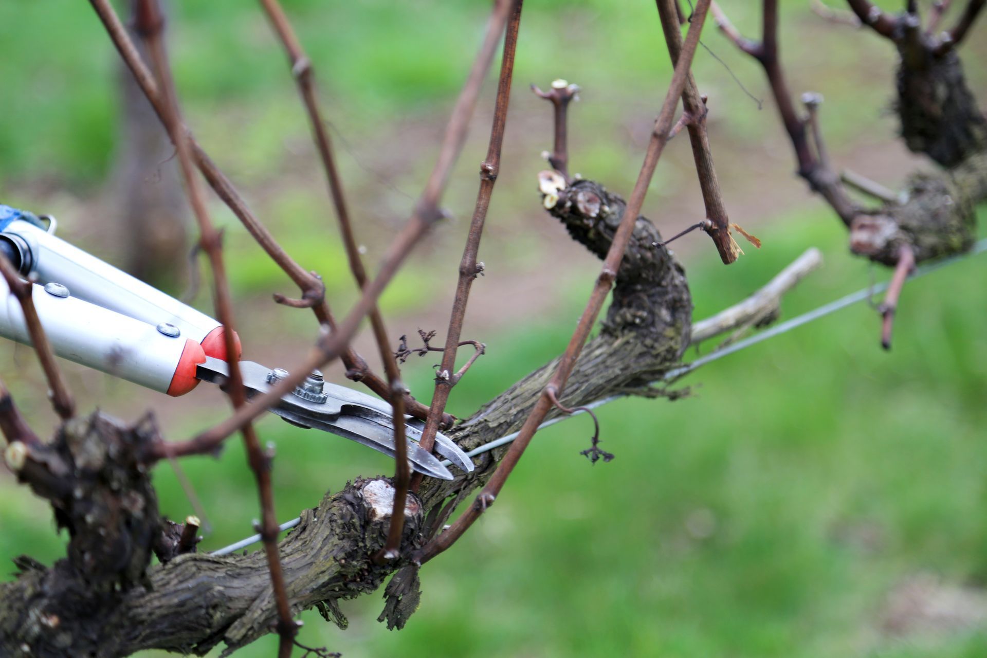 Pruning Shears — Stratford, VIC — Regal Trees Pty Ltd