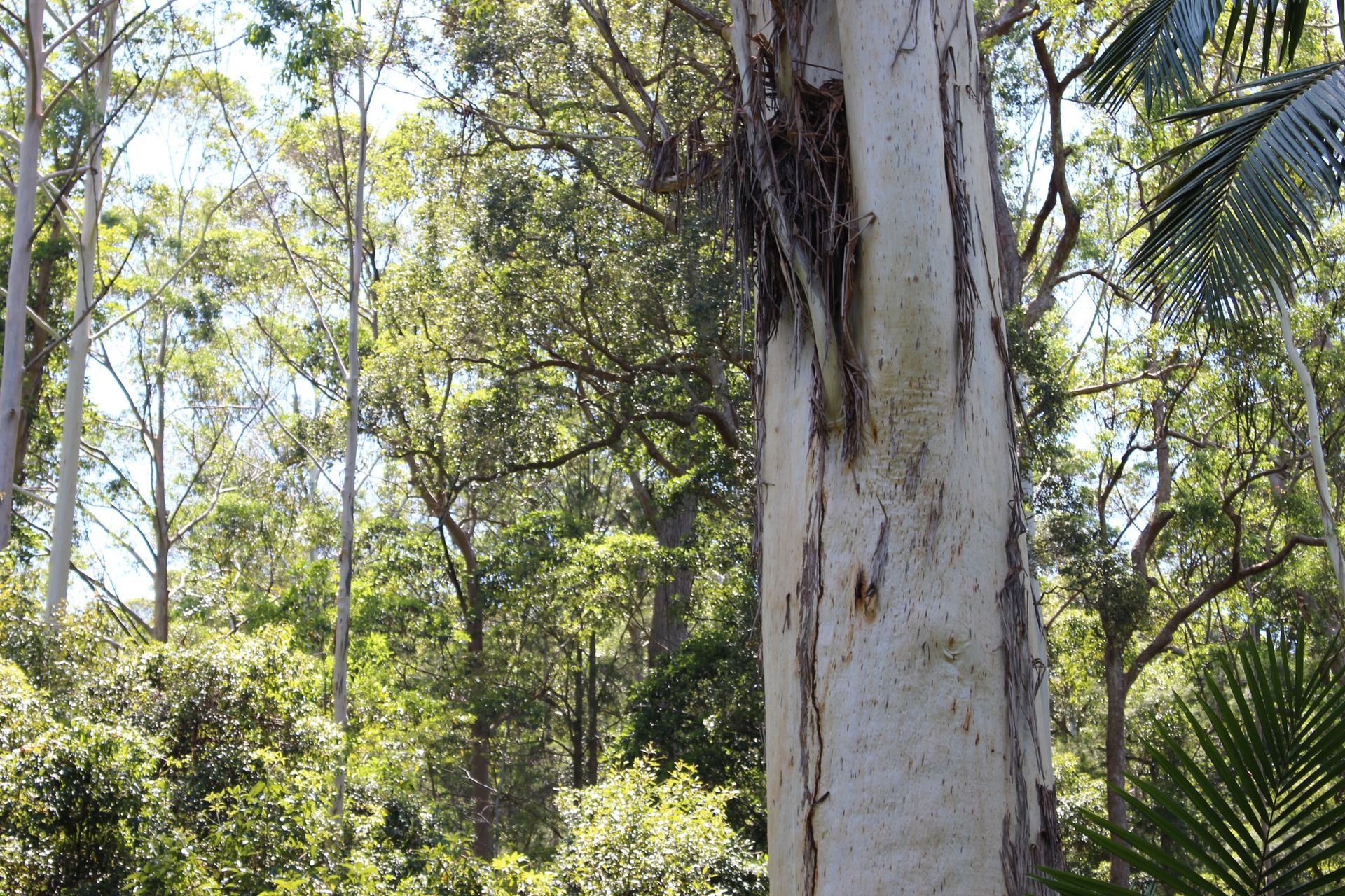 Tallest Tree — Stratford, VIC — Regal Trees Pty Ltd