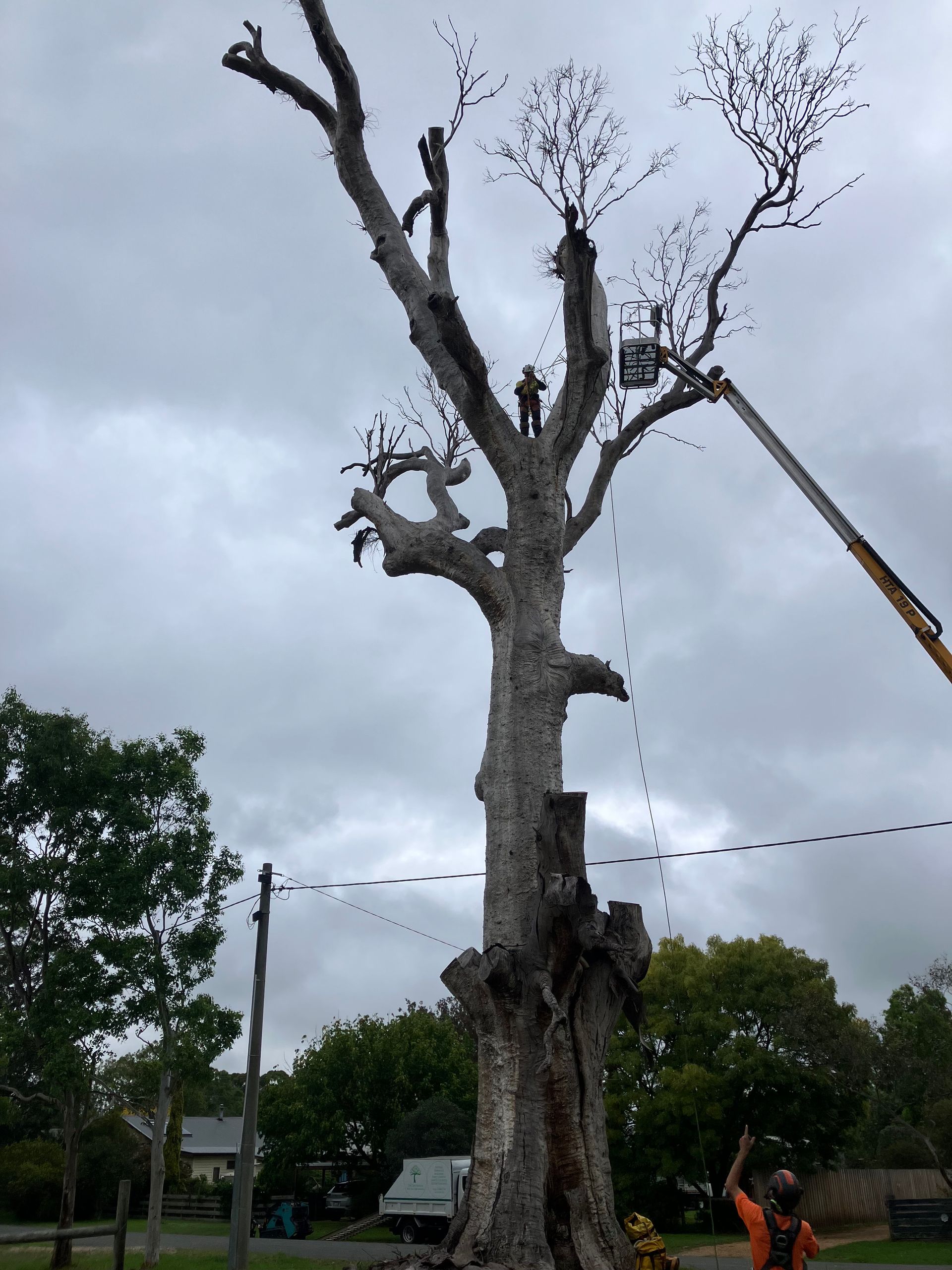 Worker trimming a tall leafless tree with a crane on a cloudy day