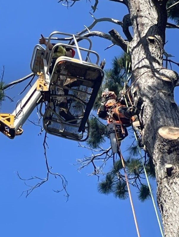 Felled Log In — Stratford, VIC — Regal Trees Pty Ltd Felled Log In — Stratford, VIC — Regal Trees Pty Ltd