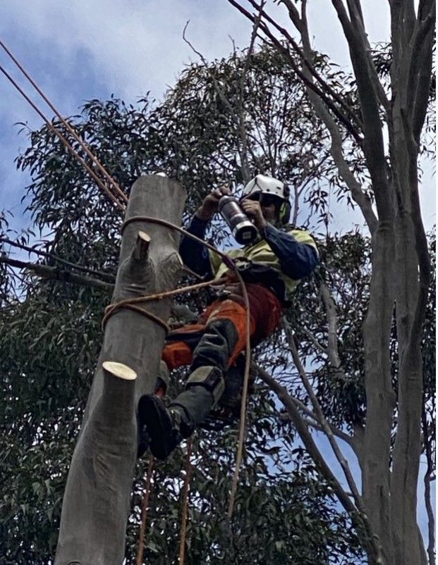 Bare Tree Branches — Stratford, VIC — Regal Trees Pty Ltd Bare Tree Branches — Stratford, VIC — Regal Trees Pty Ltd