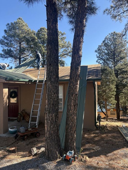 A ladder leans against a tall tree beside a house, with another tree and a roofed porch in the yard.