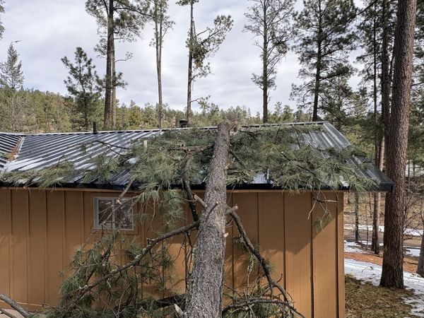 Small brown cabin with a tree leaning against its roof in a snowy forest clearing