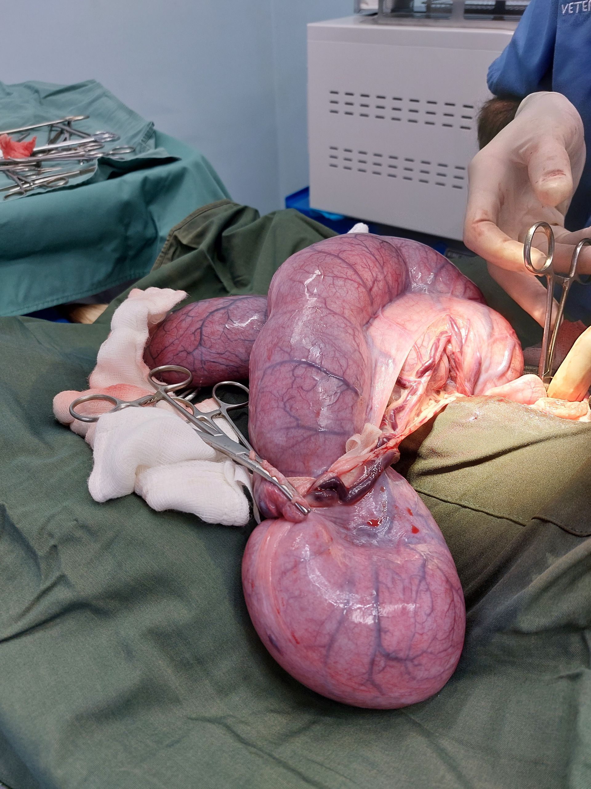Pyometra