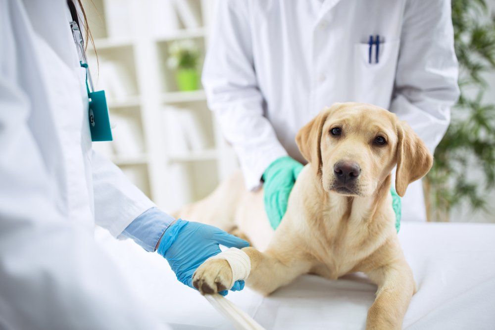 Veterinarian Wrapping Bandage around Puppy's Leg — Golf Course Veterinary Hospital in Taree, NSW