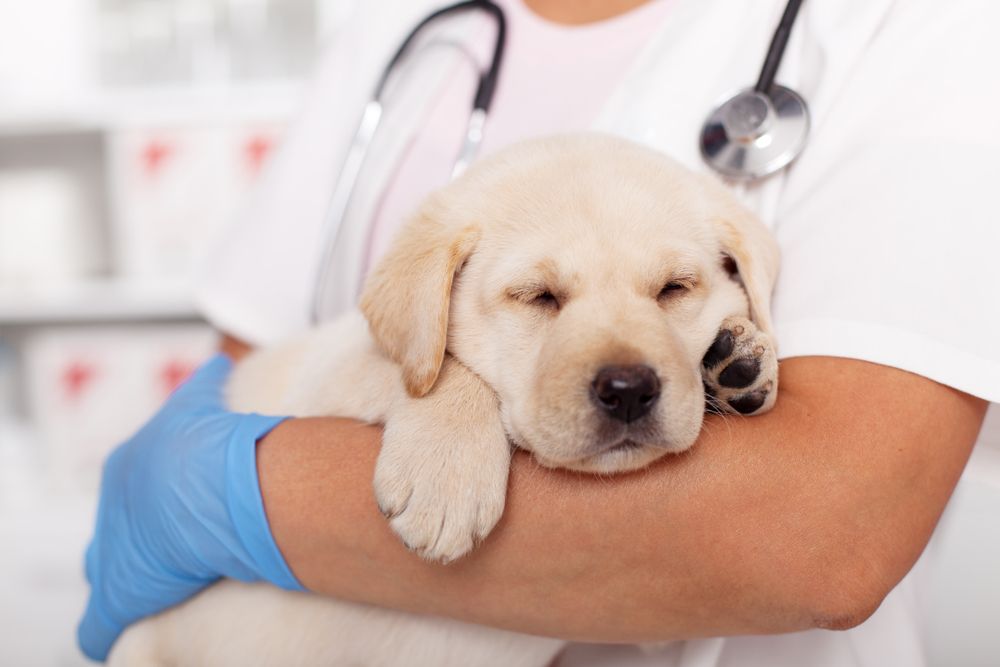 A Puppy Being Held By A Veterinarian