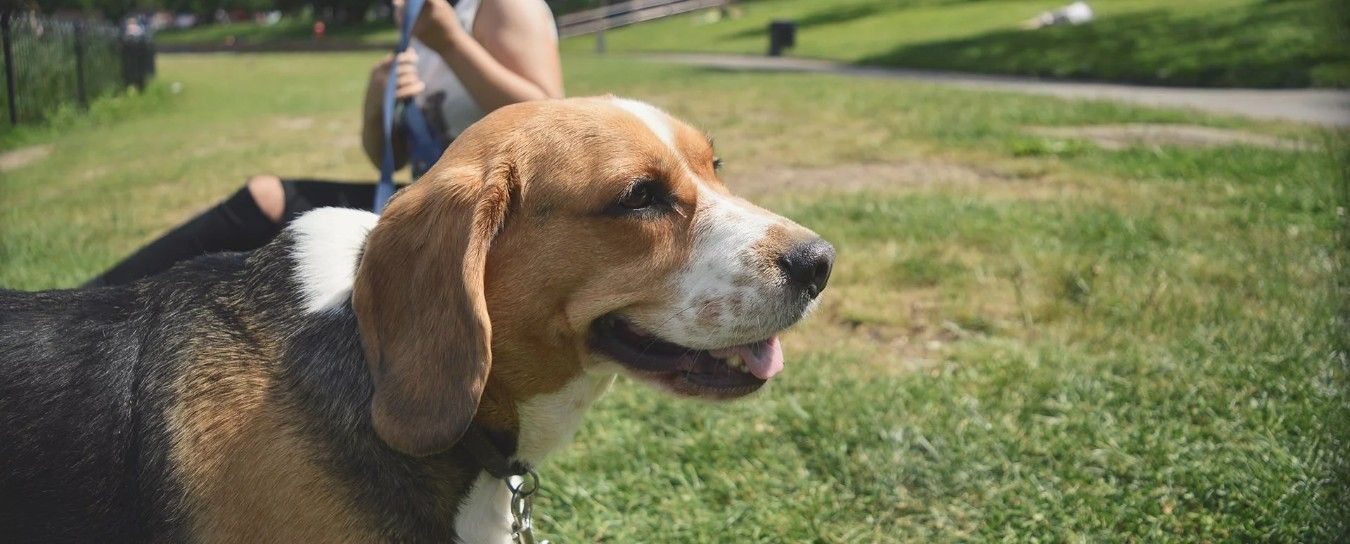 A Dog in the Field