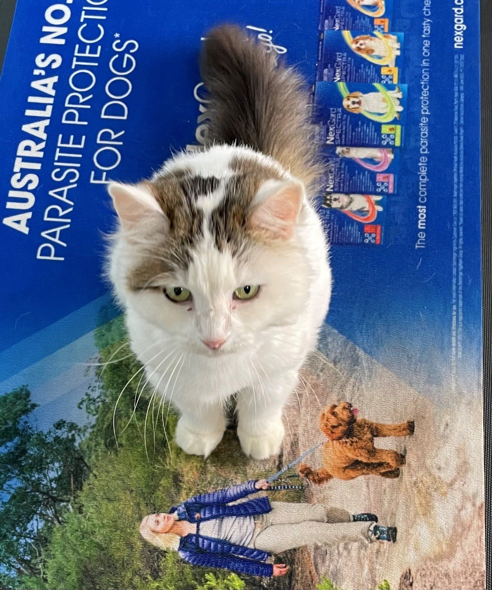 Cat at Veterinary Hospital — Golf Course Veterinary Hospital in Taree, NSW