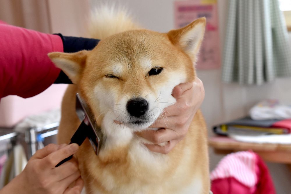 Shiba Inu Dog Getting Groomed
