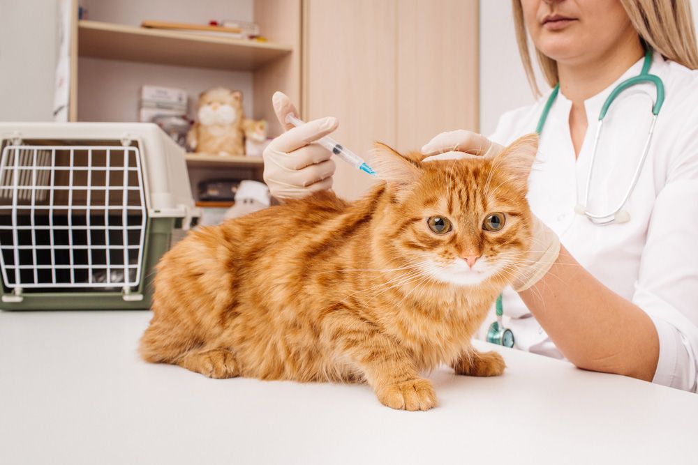 Cat Getting Vaccination in A Vet Clinic