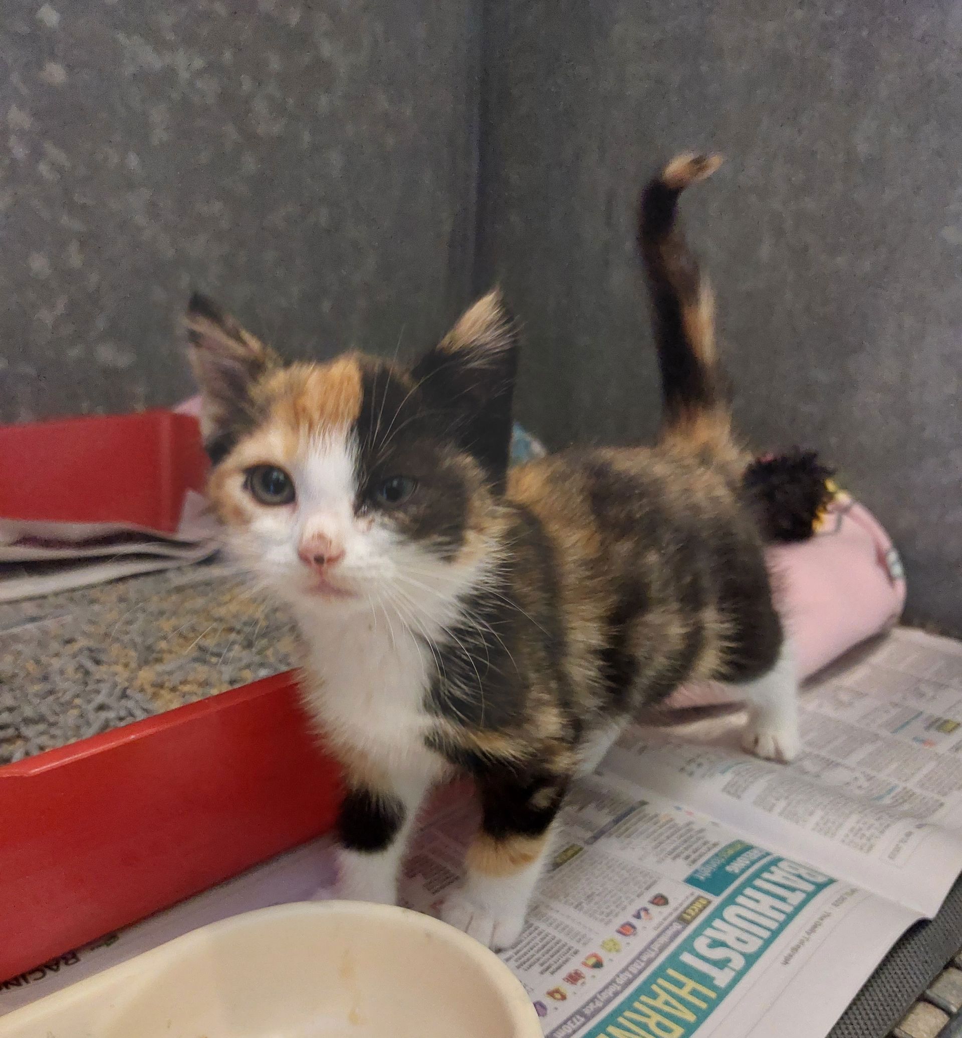 kitten being taken care of by vets in Taree