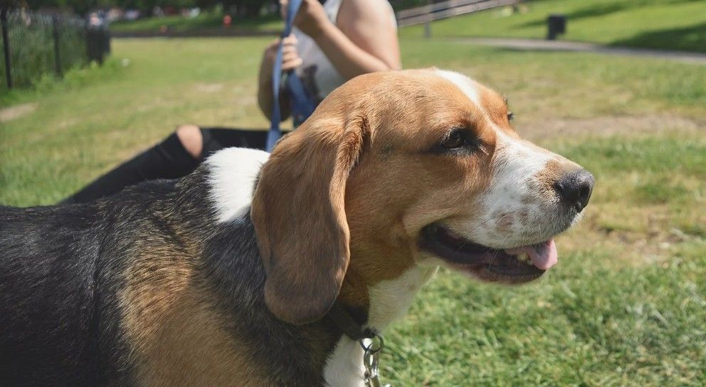 Dog And Trainer Building Positive Habits