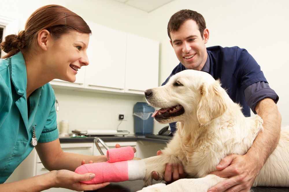 Veterinarian Treating Dog's Injured Feet