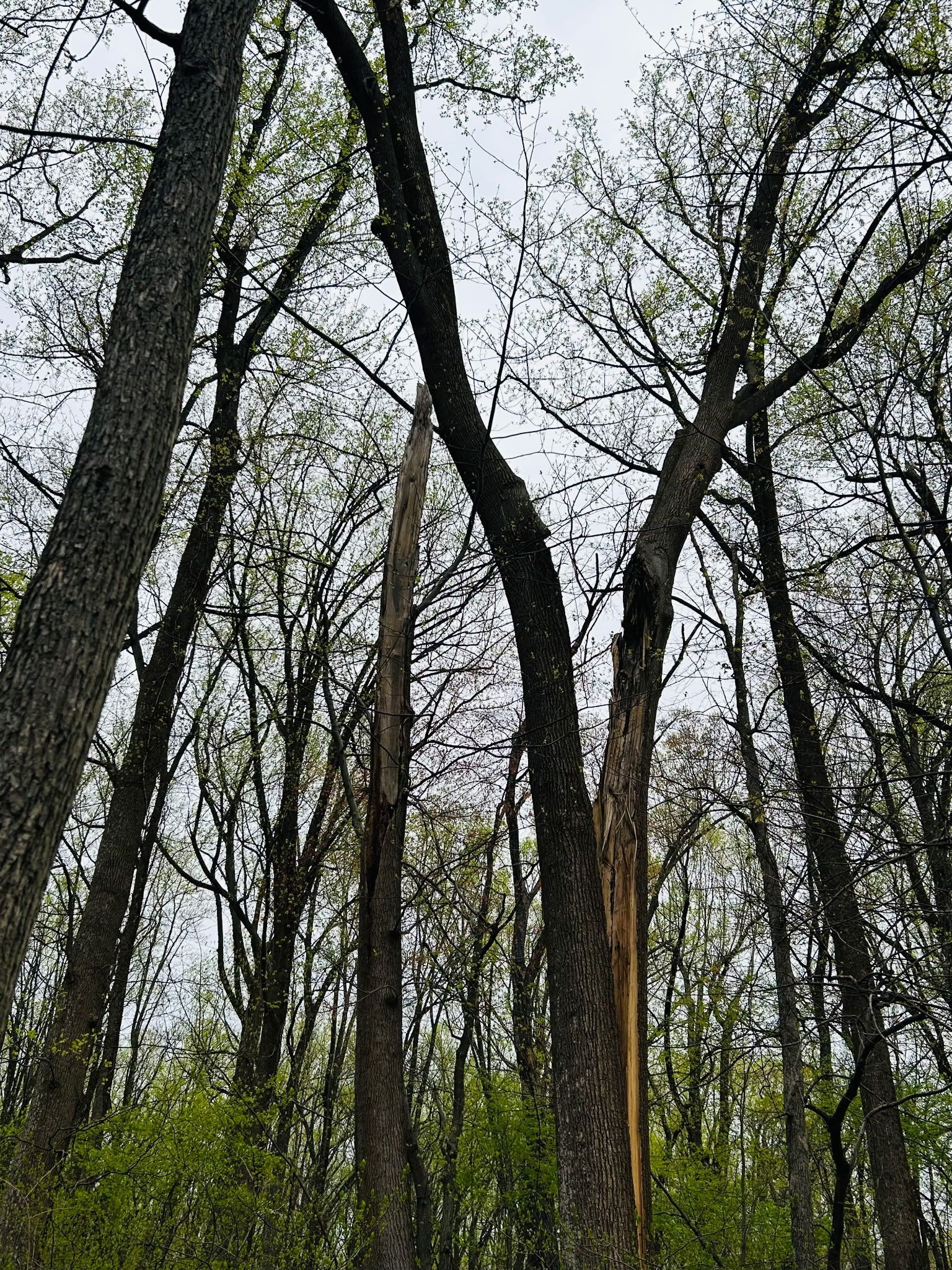 A low-angle view of forest trees, with one standing broken and splintered in the center against a cloudy sky.
