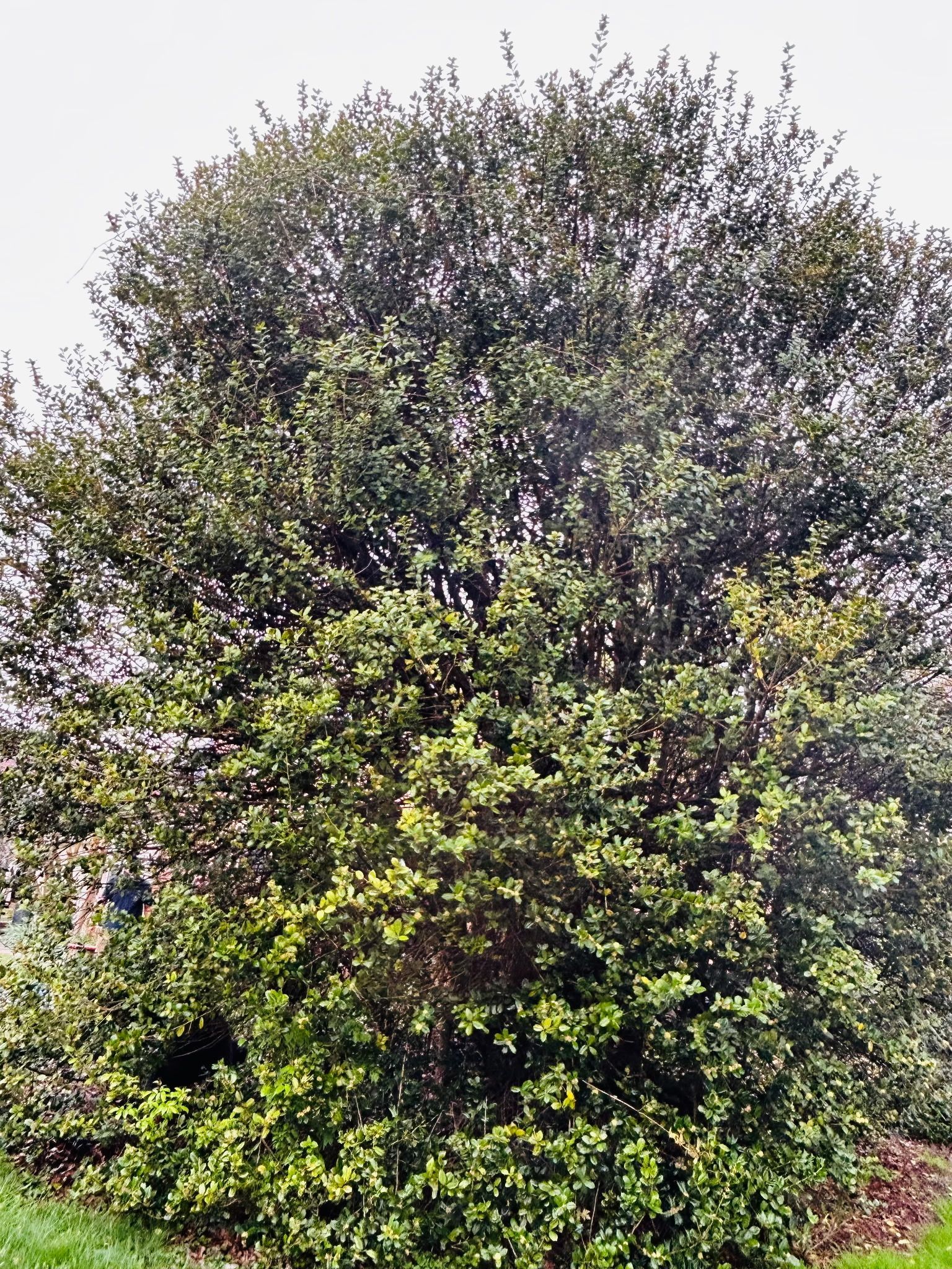 A dense, rounded evergreen tree with dark green, glossy leaves filling the frame against a bright sky.