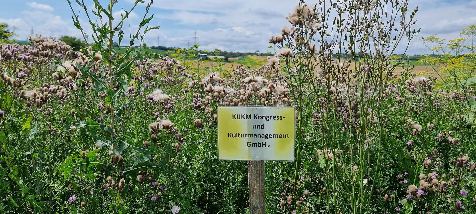Schild auf einer Blumenwiese: Blühpate KUKM Kongress- und Kulturmanagement