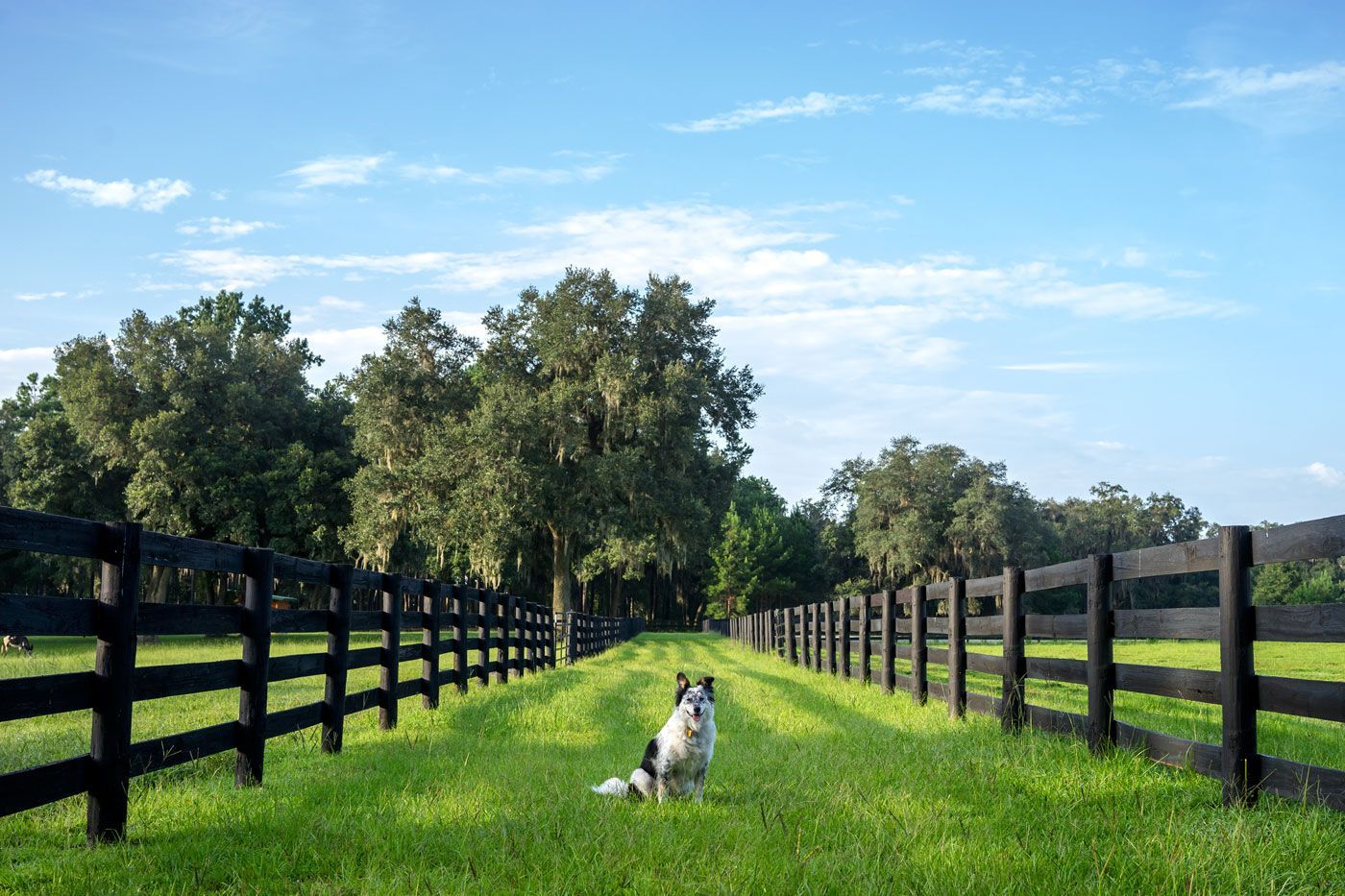 Dog sits in a grassy lane flanked by black fences, under a bright blue sky.
